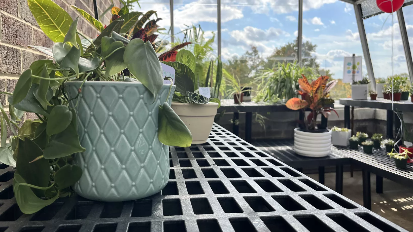 New plants align the shelving inside the new greenhouse