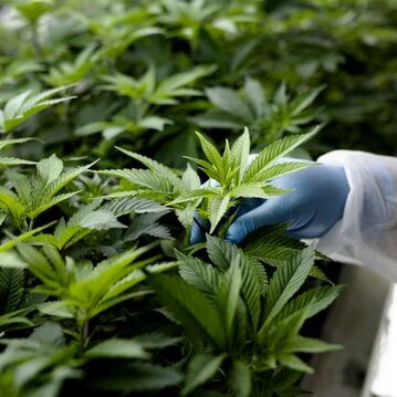 A cannabis facility worker inspects a plant.