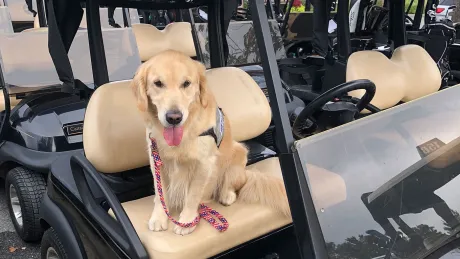 Puppy from warrior canine connection