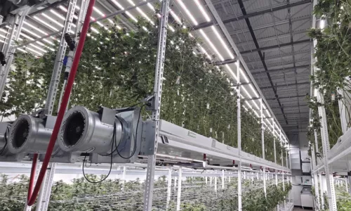 Cannabis facility